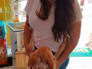 Foto de Point Dog Clínica Veterinária em Estância, SE por Solutudo