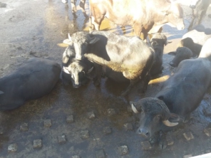 Foto de Frigorífico Itajara em Santa Cruz do Rio Pardo, SP por Solutudo