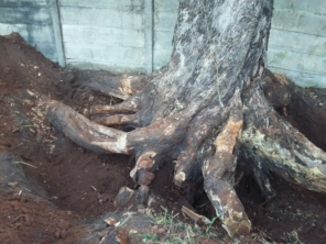 Foto de Gramas & Cia em Rio Claro, SP por Solutudo