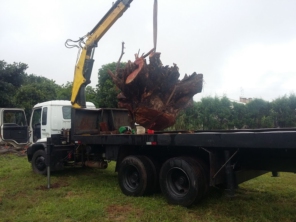 Foto de Gramas & Cia em Rio Claro, SP por Solutudo