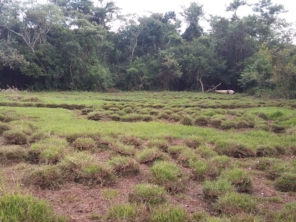 Foto de Gramas & Cia em Rio Claro, SP por Solutudo