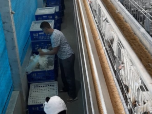 Foto de Goldner Gonoring - Montagem e Manutenção de Granjas Automáticas em Farroupilha, RS por Solutudo