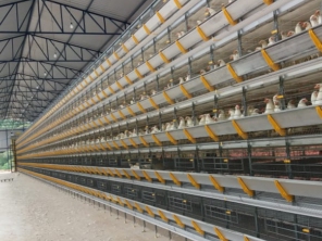 Foto de Goldner Gonoring - Montagem e Manutenção de Granjas Automáticas em Farroupilha, RS por Solutudo