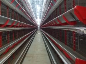 Foto de Goldner Gonoring - Montagem e Manutenção de Granjas Automáticas em Farroupilha, RS por Solutudo