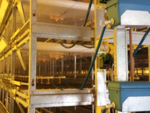 Foto de Goldner Gonoring - Montagem e Manutenção de Granjas Automáticas em Farroupilha, RS por Solutudo