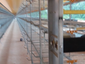 Foto de Goldner Gonoring - Montagem e Manutenção de Granjas Automáticas em Farroupilha, RS por Solutudo