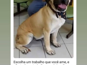 Foto de Clinica Veterinária Pet Center Ribeirão em Ribeirão Pires, SP por Solutudo
