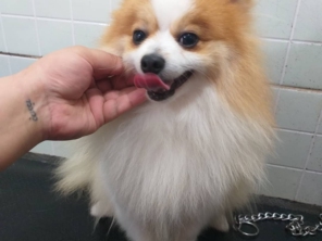 Foto de Clinica Veterinária Pet Center Ribeirão em Ribeirão Pires, SP por Solutudo