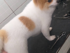 Foto de Clinica Veterinária Pet Center Ribeirão em Ribeirão Pires, SP por Solutudo