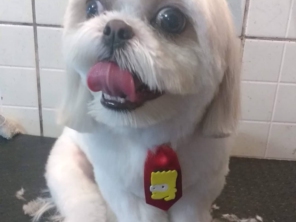 Foto de Clinica Veterinária Pet Center Ribeirão em Ribeirão Pires, SP por Solutudo