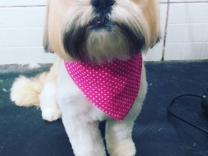 Foto de Clinica Veterinária Pet Center Ribeirão em Ribeirão Pires, SP por Solutudo