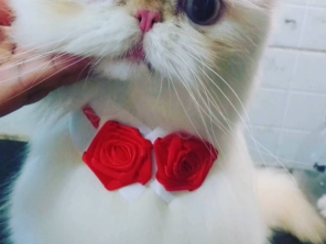 Foto de Clinica Veterinária Pet Center Ribeirão em Ribeirão Pires, SP por Solutudo