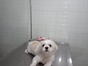 Foto de Clinica Veterinária Pet Center Ribeirão em Ribeirão Pires, SP por Solutudo