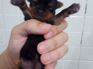 Foto de Clinica Veterinária Pet Center Ribeirão em Ribeirão Pires, SP por Solutudo