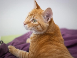 Foto de Pet Shop Aumigos em Itupeva, SP por Solutudo