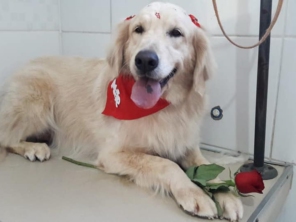 Foto de Pet Shop Aumigos em Itupeva, SP por Solutudo