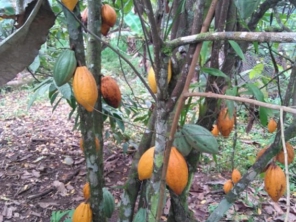 Meliponário e Apiário Vale das Águas