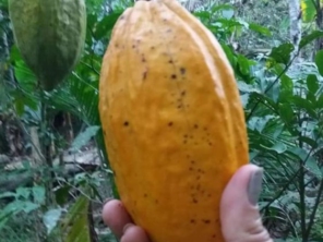 Meliponário e Apiário Vale das Águas