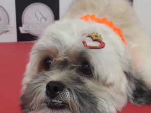 Foto de Chic Pra Cachorro Banho e Tosa em Botucatu, SP por Solutudo