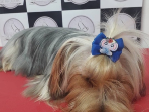 Foto de Chic Pra Cachorro Banho e Tosa em Botucatu, SP por Solutudo