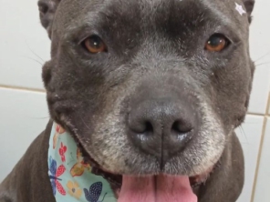Foto de Chic Pra Cachorro Banho e Tosa em Botucatu, SP por Solutudo