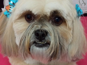 Foto de Chic Pra Cachorro Banho e Tosa em Botucatu, SP por Solutudo