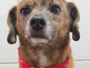 Foto de Chic Pra Cachorro Banho e Tosa em Botucatu, SP por Solutudo