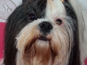 Foto de Chic Pra Cachorro Banho e Tosa em Botucatu, SP por Solutudo