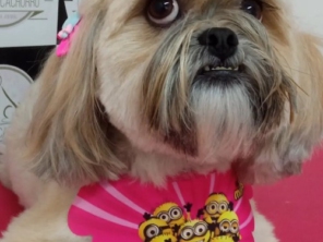 Foto de Chic Pra Cachorro Banho e Tosa em Botucatu, SP por Solutudo