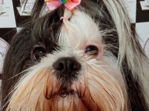Foto de Chic Pra Cachorro Banho e Tosa em Botucatu, SP por Solutudo