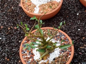 Foto de Sempre Verde Jardinagem em Santa Terezinha de Itaipu, PR por Solutudo