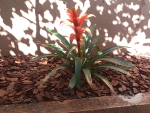 Foto de Sempre Verde Jardinagem em Santa Terezinha de Itaipu, PR por Solutudo