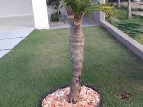Foto de Sempre Verde Jardinagem em Santa Terezinha de Itaipu, PR por Solutudo