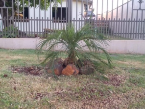 Foto de Sempre Verde Jardinagem em Santa Terezinha de Itaipu, PR por Solutudo