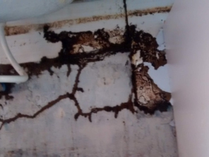 Foto de Dedetizadora AgroSystem em Marília, SP por Solutudo
