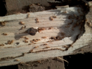Foto de Dedetizadora AgroSystem em Marília, SP por Solutudo