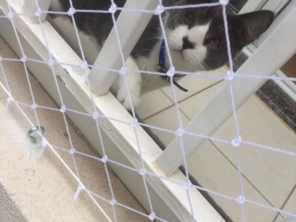Foto de Protege Cat's em Marília, SP por Solutudo