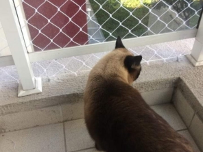 Foto de Protege Cat's em Marília, SP por Solutudo