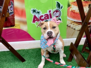 Foto de Açaí da Barra - Santo André em Santo André, SP por Solutudo