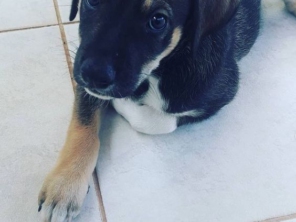 Foto de Babá de cães em Adamantina, SP por Solutudo