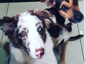 Foto de Babá de cães em Adamantina, SP por Solutudo
