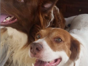 Foto de Babá de cães em Adamantina, SP por Solutudo
