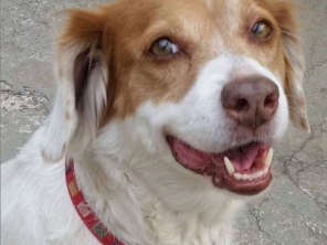 Foto de Babá de cães em Adamantina, SP por Solutudo