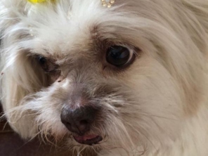 Foto de Babá de cães em Adamantina, SP por Solutudo