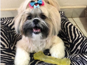 Foto de Babá de cães em Adamantina, SP por Solutudo