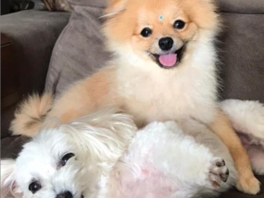 Foto de Babá de cães em Adamantina, SP por Solutudo
