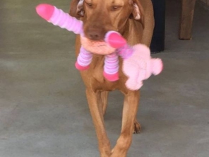 Foto de Babá de cães em Adamantina, SP por Solutudo