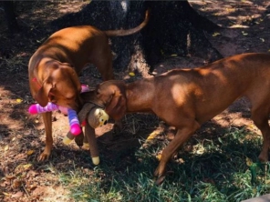 Foto de Babá de cães em Adamantina, SP por Solutudo