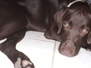 Foto de Babá de cães em Adamantina, SP por Solutudo