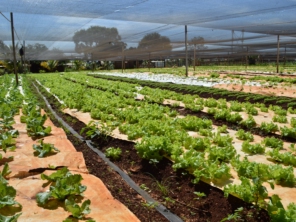 Foto de Horta e Viveiro Conflora em Mineiros, GO por Solutudo